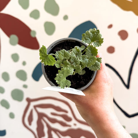 Glechoma 'Variegata' - British Grown - Sprouts of Bristol