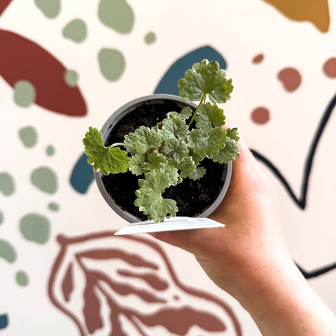 Glechoma 'Variegata' - British Grown - Sprouts of Bristol