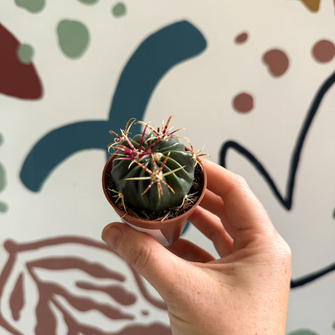 Gymnocalycium pflanzii – Chin Cactus - Sprouts of Bristol