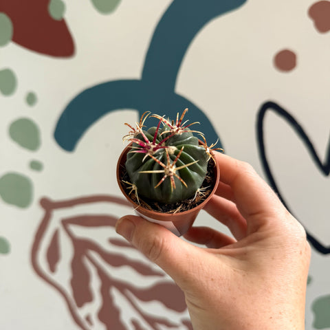 Gymnocalycium pflanzii – Chin Cactus - Sprouts of Bristol
