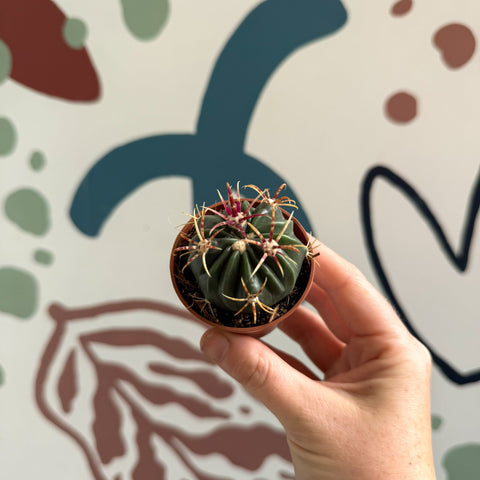 Gymnocalycium pflanzii – Chin Cactus - Sprouts of Bristol