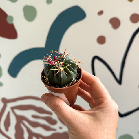 Gymnocalycium pflanzii – Chin Cactus - Sprouts of Bristol