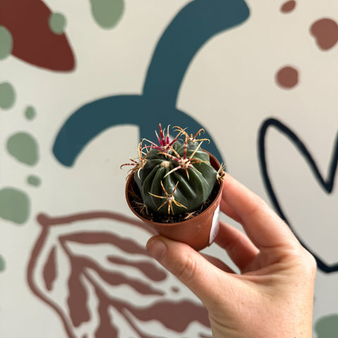 Gymnocalycium pflanzii – Chin Cactus - Sprouts of Bristol