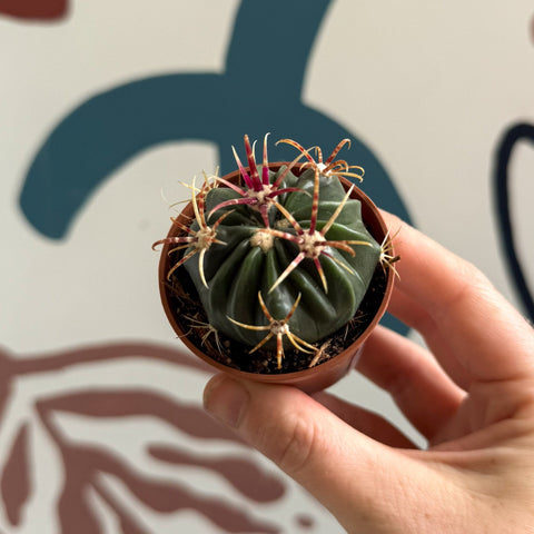 Gymnocalycium pflanzii – Chin Cactus - Sprouts of Bristol