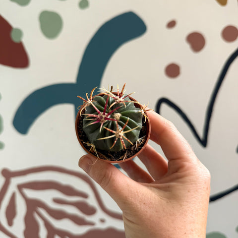 Gymnocalycium pflanzii – Chin Cactus - Sprouts of Bristol