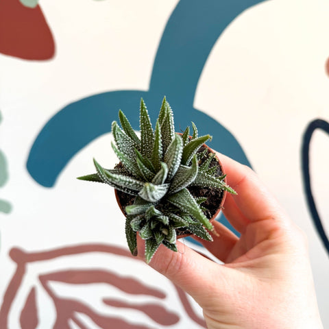 Haworthia fasciata ‘Concolor’ – Concolor Zebra Plant - Sprouts of Bristol