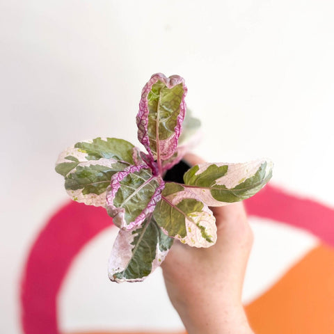 Hemigraphis alternata 'Snow White' - Sprouts of Bristol