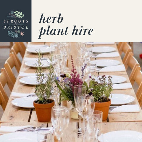 Herb Plant Hire – Rustic & Fragrant - Sprouts of Bristol