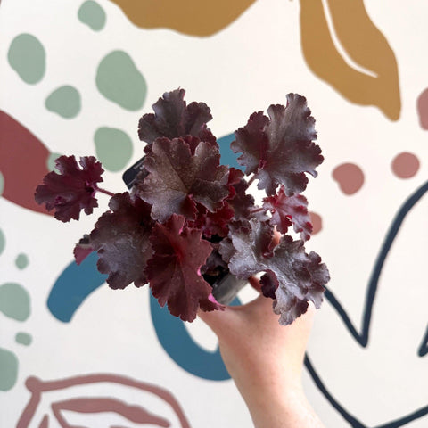 Heuchera americana 'Melting Fire' - British Grown Herbaceous Perennial - Sprouts of Bristol