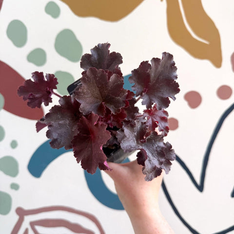 Heuchera americana 'Melting Fire' - British Grown Herbaceous Perennial - Sprouts of Bristol