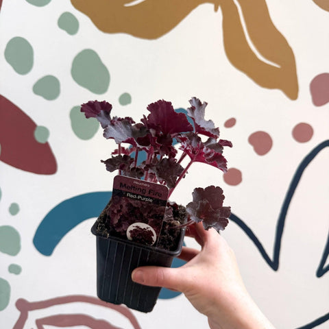 Heuchera americana 'Melting Fire' - British Grown Herbaceous Perennial - Sprouts of Bristol