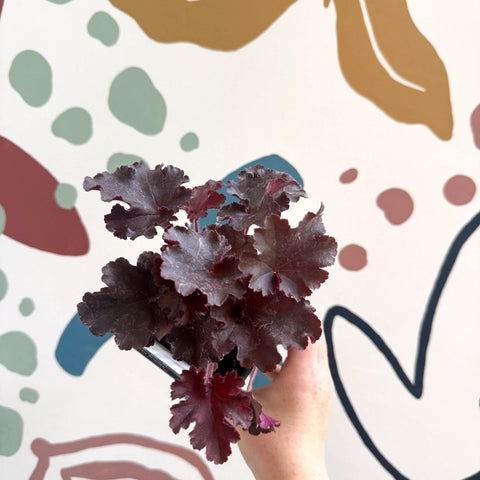 Heuchera americana 'Melting Fire' - British Grown Herbaceous Perennial - Sprouts of Bristol