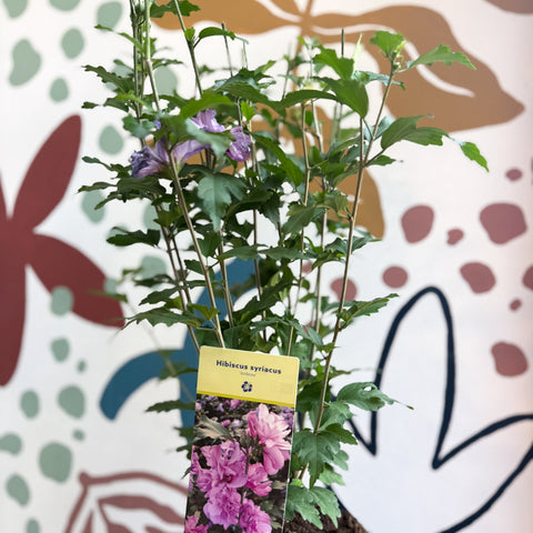 Hibiscus syriacus ‘Ardens’ - Rose of Sharon - Sprouts of Bristol
