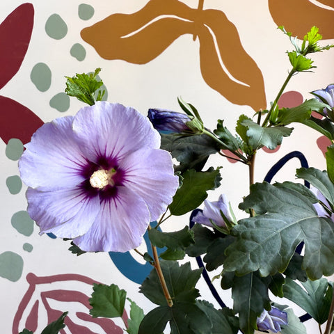 Hibiscus syriacus ‘Marina’ - Rose of Sharon - Sprouts of Bristol