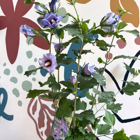 Hibiscus syriacus ‘Marina’ - Rose of Sharon - Sprouts of Bristol
