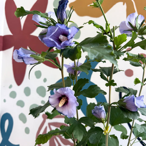 Hibiscus syriacus ‘Marina’ - Rose of Sharon - Sprouts of Bristol