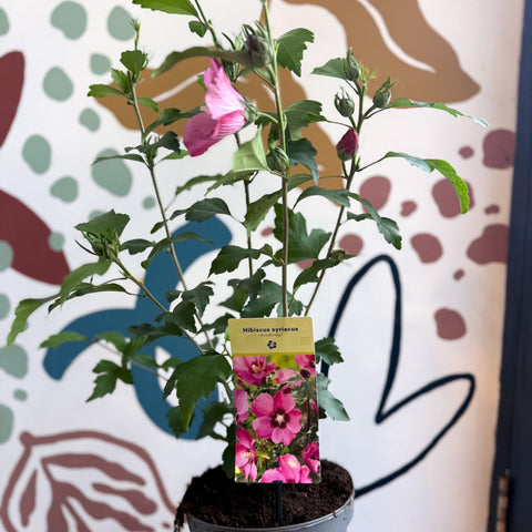 Hibiscus syriacus 'Woodbridge' - Rose of Sharon - Sprouts of Bristol