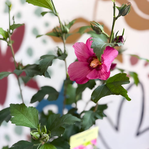 Hibiscus syriacus 'Woodbridge' - Rose of Sharon - Sprouts of Bristol