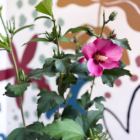 Hibiscus syriacus 'Woodbridge' - Rose of Sharon - Sprouts of Bristol