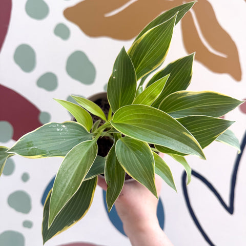 Hosta 'First Frost' - Plantain Lily - Sprouts of Bristol