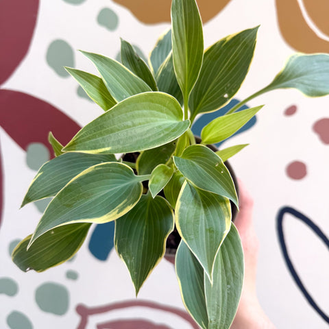 Hosta 'First Frost' - Plantain Lily - Sprouts of Bristol