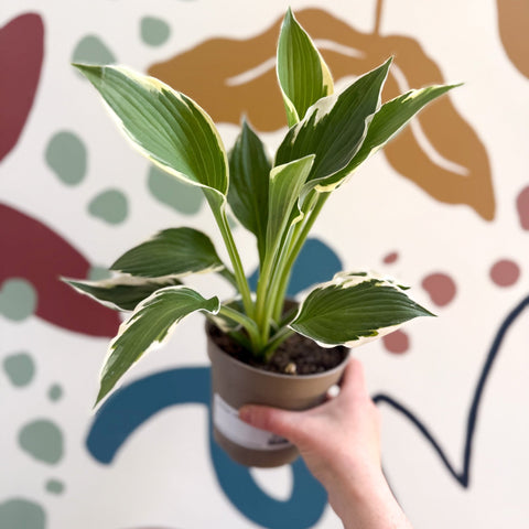 Hosta 'Patriot' - Plantain Lily - Sprouts of Bristol