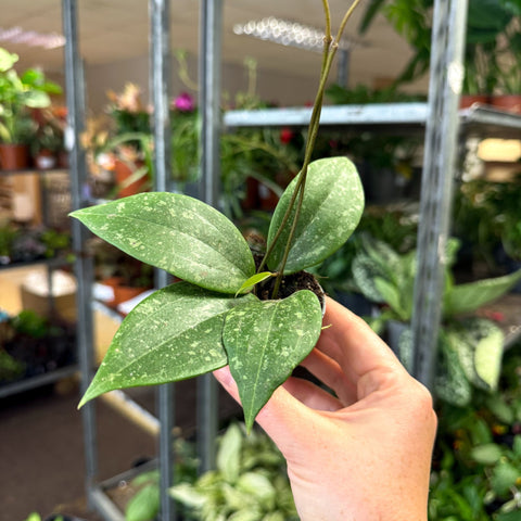 Hoya verticillata (wibergiae) IML 1618 - Sprouts of Bristol