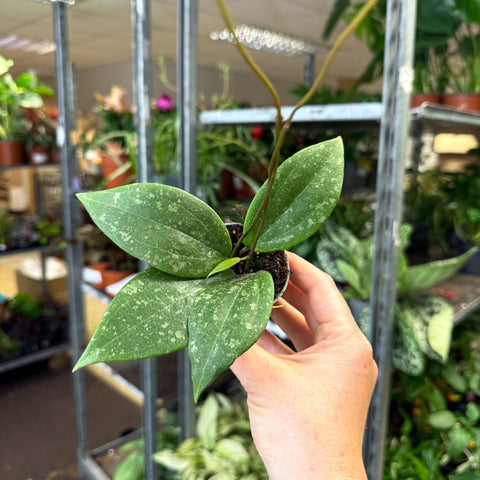 Hoya verticillata (wibergiae) IML 1618 - Sprouts of Bristol