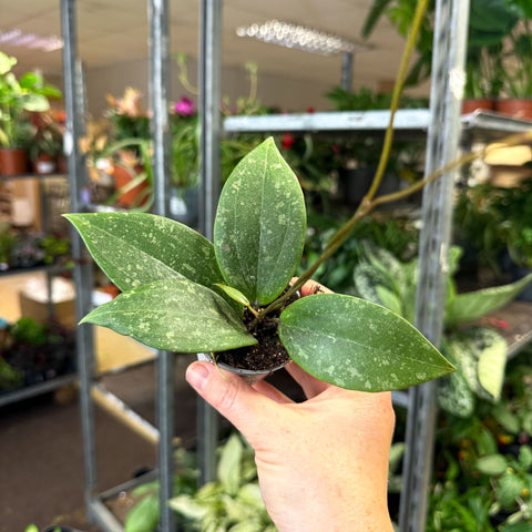 Hoya verticillata (wibergiae) IML 1618 - Sprouts of Bristol