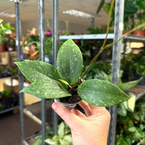 Hoya verticillata (wibergiae) IML 1618 - Sprouts of Bristol