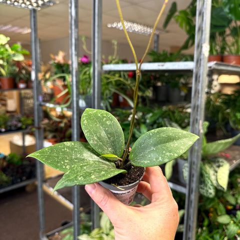 Hoya verticillata (wibergiae) IML 1618 - Sprouts of Bristol