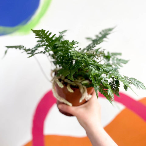 Humata tyermannii - Rabbit Foot Fern - Sprouts of Bristol