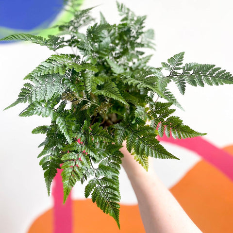 Humata tyermannii - Rabbit Foot Fern - Sprouts of Bristol