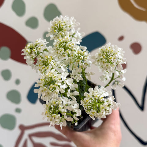 Iberis sempervirens ‘Snowcone’ - Candytuft - British Grown Evergreen Perennial Alpine - Sprouts of Bristol