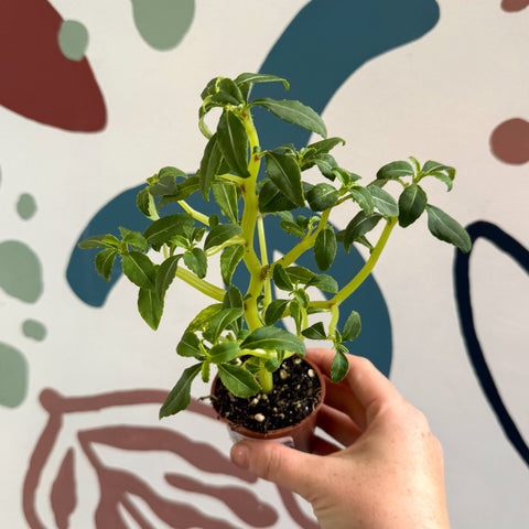 Impatiens keilli - Congo Cockatoo - Welsh Grown - Sprouts of Bristol