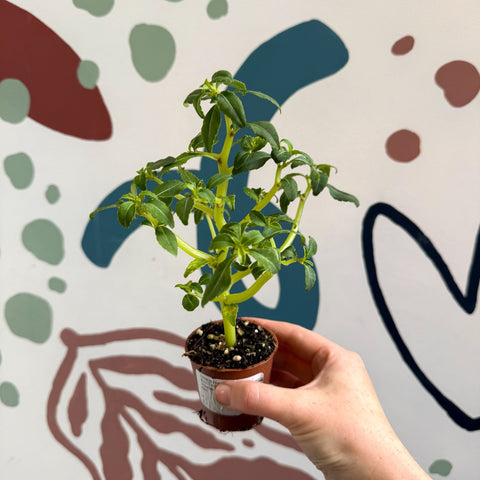Impatiens keilli - Congo Cockatoo - Welsh Grown - Sprouts of Bristol