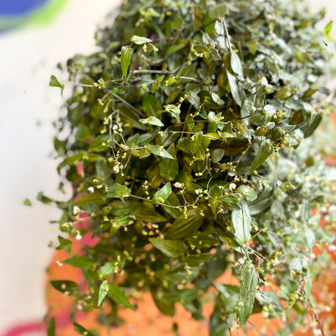 Inch Plant - Tradescantia gibasis 'Bridal Veil' - Sprouts of Bristol