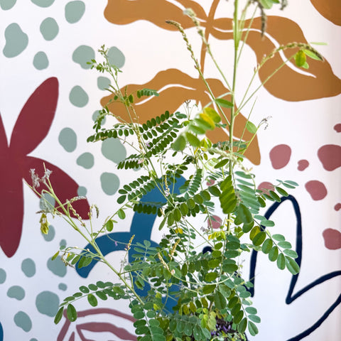 Indigofera heterantha - Himalayan Indigo - Sprouts of Bristol