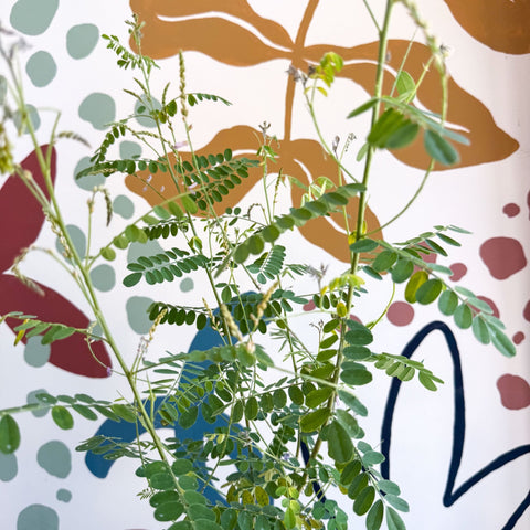 Indigofera heterantha - Himalayan Indigo - Sprouts of Bristol