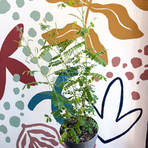 Indigofera heterantha - Himalayan Indigo - Sprouts of Bristol