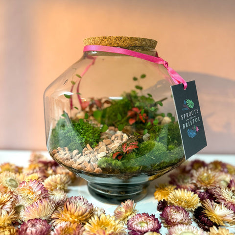 Iza Glass Valentine’s Bioactive Terrarium - Sprouts of Bristol