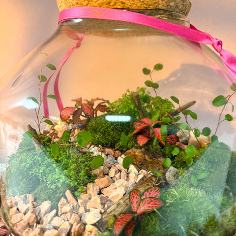Iza Glass Valentine’s Bioactive Terrarium - Sprouts of Bristol