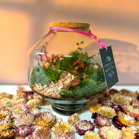 Iza Glass Valentine’s Bioactive Terrarium - Sprouts of Bristol