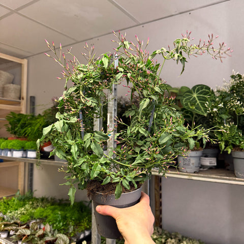 Jasminum polyanthum ‘Passion’ – Dark Pink Bud Jasmine - Sprouts of Bristol