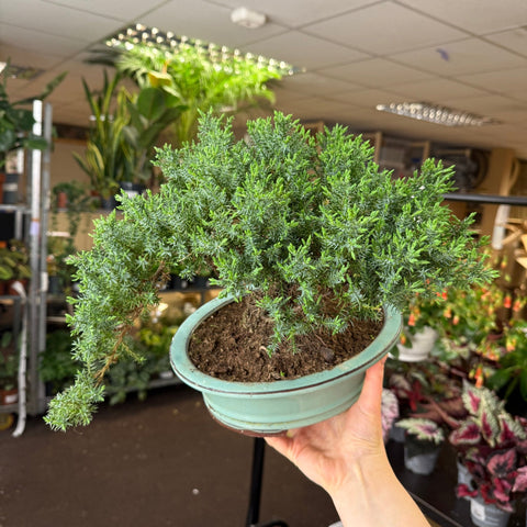 Juniper Bonsai – Sculptural Evergreen Cascading Specimen - Sprouts of Bristol