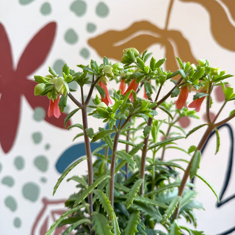 Kalanchoe ‘Lucky Bells’ – Pendant Bellflower Kalanchoe - Sprouts of Bristol