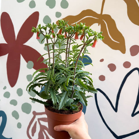 Kalanchoe ‘Lucky Bells’ – Pendant Bellflower Kalanchoe - Sprouts of Bristol