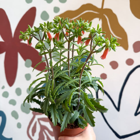 Kalanchoe ‘Lucky Bells’ – Pendant Bellflower Kalanchoe - Sprouts of Bristol