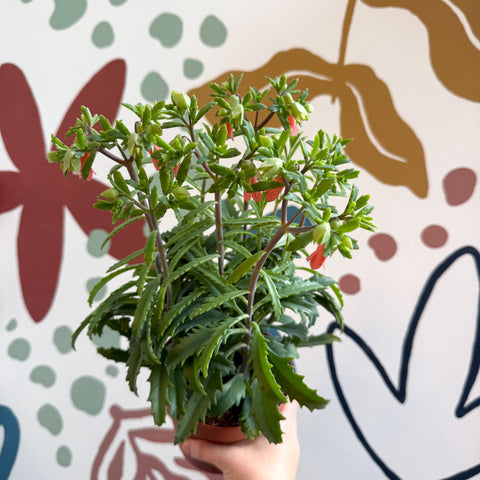 Kalanchoe ‘Lucky Bells’ – Pendant Bellflower Kalanchoe - Sprouts of Bristol