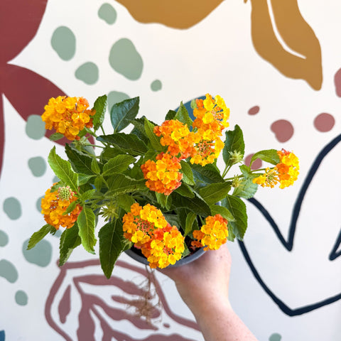 Lantana camara ‘Bandana Orange Sunrise’ - Shrub Verbena - British Grown - Sprouts of Bristol